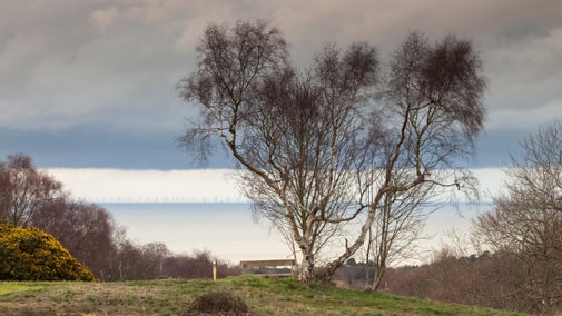 The heath in Autumn at West Runton,